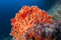 Red lace coral (Distichopora violacea) on coral reef, Maldives, Indian Ocean.
