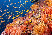Jewel basslet (Pseudanthias squamipinnis) shoal swimming amongst soft coral, Maldives, Indian Ocean.