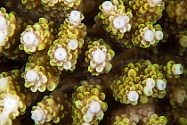 Closeup of Purple tipped acropora coral (Acropora tenuis), Maldives, Indian Ocean.