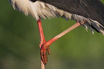 Black stork (Ciconia nigra) legs detail, Pusztaszer, Kiskunsagi National Park, Hungary. May.