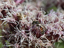 Common furrow bee (Lasioglossum calceatum) male, nectaring on Hemp agrimony (Eupatorium cannabinum) flowers, Bannerdown Common, Bath and North-east Somerset, England, UK. September.