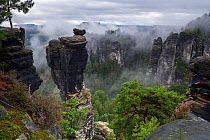 View over sandstone rock formations under low cloud with Scots pine (Pinus sylvestris) and Heather (Calluna vulgaris) on clifftops, Saxon Switzerland National Park, Saxony, Germany. August, 2021.
