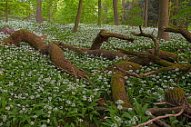 Wild garlic (Allium ursinum) in flower in deciduous forest with dead trees on forest floor in spring, Hesse, Germany. April.