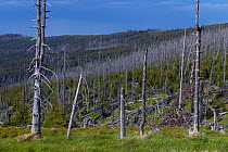 Spruce (Picea abies) forest with some dead trees, natural regeneration of the forest after Bark beetle infestation, Bavarian Forest National Park, Bayerischer Wald, Bavaria, Germany. June, 2020.