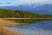 Rederang Lake fringed with reedbeds and forest under a stormy sky, Muritz National Park, Mecklenburg-Western Pomerania, Germany. May, 2021.