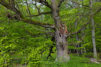 Oak tree (Quercus sp.) with broken branches and many tree hollows, in woodland, Muritz National Park, Mecklenburg-Western Pomerania, Germany.