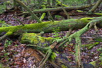 Rotting dead wood, natural regeneration of the forest, Muritz National Park, Mecklenburg-Western Pomerania, Germany. May, 2021.