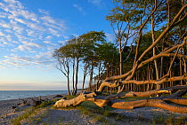 European beech (Fagus sylvatica) trees along the beach in evening light, with one tree uprooted by the sea, Darsser West Beach, Western Pomerania Lagoon Area National Park, Baltic Sea, Mecklenburg-Wes...