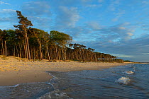 Scots pine (Pinus sylvestris) trees along beach, Darsser West Beach, Western Pomerania Lagoon Area National Park, Baltic Sea, Mecklenburg-Western Pomerania, Germany. May, 2021.
