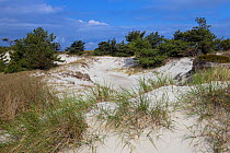 Scots pine (Pinus sylvestris) trees in sand dunes with dune grass, Western Pomerania Lagoon Area National Park, Mecklenburg-Western Pomerania, Germany. May, 2021.