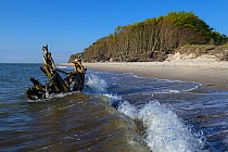 Dead tree, driftwood, washed up in the waves of the Baltic Sea, Western Pomerania Lagoon Area National Park, Darsser West Beach, Mecklenburg-Western Pomerania, Germany. May, 2021.