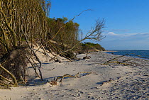 European beech (Fagus sylvatica) trees growing along edge of beach, some uprooted by the sea, Darsser West Beach, Western Pomerania Lagoon Area National Park, Baltic Sea, Mecklenburg-Western Pomerania...
