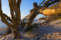 Dead tree washed up on the beach, Darsser West Beach, Western Pomerania Lagoon Area National Park, Baltic Sea, Mecklenburg-Western Pomerania, Germany. May, 2021.