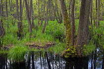 Swamp forest, dominated by Black alder (Alnus glutinosa) trees, Western Pomerania Lagoon Area National Park, Mecklenburg-Western Pomerania, Germany. May, 2021.
