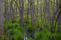 Swamp forest, dominated by Black alder (Alnus glutinosa) trees, Western Pomerania Lagoon Area National Park, Mecklenburg-Western Pomerania, Germany. May, 2021.