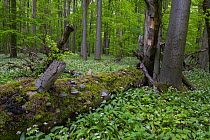 Wild garlic (Allium ursinum) in flower in European beech (Fagus sylvatica) forest with moss-covered fallen tree, UNESCO World heritage, Hainich National Park, Thuringia, Germany. May.
