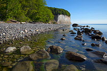 Rocky shoreline of Rugen island, with chalk cliffs and European beech (Fagus sylvatica) forest in background, UNESCO world heritage site, Jasmund National Park, Baltic Sea, Mecklenburg-Western Pomeran...