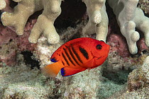 Flame angelfish (Centropyge loriculus) swimming on coral reef, with Finger coral (Porites compressa) behind, Ho'okena, South Kona, Hawaii, Pacific Ocean.