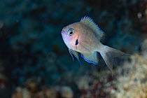 Pacific agile chromis (Pycnochromis pacifica) juvenile, portrait, Honokohau, North Kona, Hawaii, Pacific Ocean.