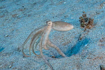 Hawaiian long-armed sand octopus (Thaumoctopus, Abdopus, or Macrotritopus sp.) unidentified species possibly endemic to Hawaii, perched on tips of arms, Honokohau, North Kona, Big Island, Hawaii, Paci...