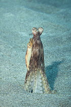 Hawaiian long-armed sand octopus (Thaumoctopus, Abdopus, or Macrotritopus sp.) unidentified species possibly endemic to Hawaii, perched above its burrow with eyes raised for viewing its surroundings,...