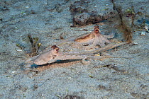 Hawaiian long-armed sand octopus (Thaumoctopus, Abdopus, or Macrotritopus sp.) unidentified species possibly endemic to Hawaii, pair displaying mating behaviour, dark maroon colour pattern around eyes...