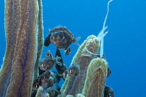 Group of Freckled driftfish (Psenes cyanophrys) swimming alongside tentacles of Pelagic jellyfish (Thysanostoma sp.), Pawai Bay, North Kona, Hawaii, Pacific Ocean.