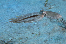 Hawaiian long-armed sand octopus (Thaumoctopus, Abdopus, or Macrotritopus sp.) unidentified species possibly endemic to Hawaii, swimming by jet propulsion, jetting water through its funnel, Honokohau,...