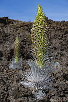 Mauna Kea silversword / Ahinahina (Argyroxiphium sandwicense sandwicense) in flower on the slopes of MaunaKea volcano, The Big Island, Hawaii. Critically endangered.