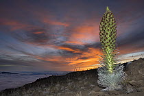 Mauna Kea silversword / Ahinahina (Argyroxiphium sandwicense sandwicense) in flower on slopes of MaunaKea volcano at sunset, Big Island, Hawaii. Critically endangered.