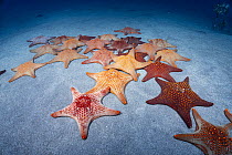 Knobby sea stars (Pentaceraster cumingi) aggregating on seabed, probably gathering for mating, Makako Bay, North Kona, Hawaii, Pacific Ocean.