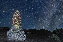 Haleakala silversword / Ahinahina (Argyroxiphium sandwicense macrocephalum) in bloom at night with stars visible in the sky above, Haleakala National Park, Maui, Hawaii. Critically endangered.