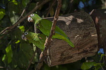 Two Puerto Rican amazons (Amazona vittata) perched on branch next to artificial nest, Rio Abajo State Forest, Puerto Rico. Critically endangered.
