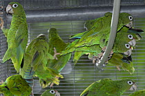 Group of Puerto Rican amazons (Amazona vittata) in an aviary, Rio Abajo State Forest, Puerto Rico.Captive. Critically endangered.