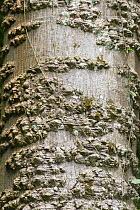 Silk cotton tree / Kapok (Ceiba pentandra) bark detail, Rio Abajo State Forest, Utuado, Puerto Rico.