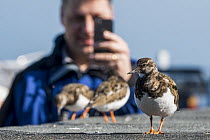 Three Turnstones (Arenaria interpres) feeding on stone wall with man taking photograph in the background, St Ives, Cornwall, England, UK. Feburary.