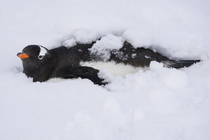 Gentoo penguin (Pygoscelis papua) resting in the snow, Antarctic Peninsula, Antarctica.
