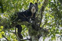 RF - Spectacled bear (Tremarctos ornatus) resting in tree, looking down in the cloud forest of the Ecuadorian Choco, Pichincha, Ecuador. (This image may be licensed either as rights managed or royalty...