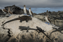 Marine iguanas (Amblyrhynchus cristatus) and Blue-footed boobies (Sula nebouxii) resting on lava rocks along the shore, Isabela Island, Galapagos National Park, Galapagos Islands.