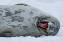 RF - Weddell seal (Leptonychotes weddellii) resting on an iceberg, yawning, Antarctic Peninsula, Antarctica. (This image may be licensed either as rights managed or royalty free.)
