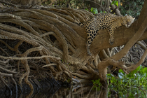Jaguar (Panthera onca) resting on a tree branch, Pantanal, Mato Grosso, Brazil.