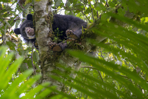 Spectacled bear (Tremarctos ornatus) resting in tree, looking down, in the cloud forest of the Ecuadorian Choco, Pichincha, Ecuador.