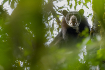 Spectacled bear (Tremarctos ornatus) looking down from tree in cloud forest of the Ecuadorian Choco, Pichincha, Ecuador.
