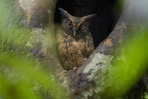 Tawny-bellied screech owl (Megascops watsonii) perched at entrance to nest hole in tree cavity, Yasuni National Park, Orellana, Ecuador.
