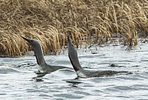 Red-throated loons (Gavia stellata) pair engaged in parallel swimmming courtship display, GedJnes, Kongsfjordfjellet, Finnmark, Norway. June.