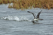 Red-throated loon (Gavia stellata) running on water taking off with reedbeds behind, GedJnes, Kongsfjordfjellet, Finnmark, Norway. June.