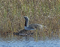 Red-throated loon (Gavia stellata) male incubating eggs on the nest among reedbeds, GedJnes, Kongsfjordfjellet, Finnmark, Norway. June.