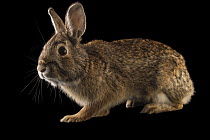 Mearn's eastern cottontail rabbit (Sylvilagus floridanus mearnsii) portrait, Nebraska Wildlife Rehab, Louisville, Nebraska, USA. Captive.