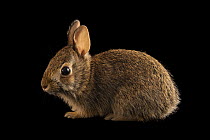 Eastern cottontail rabbit (Sylvilagus floridanus mallurus) juvenile, portrait, Carolina Wildlife Center, Columbia, South Carolina, USA. Captive.