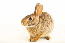 Eastern cottontail rabbit (Sylvilagus floridanus floridanus) portrait, from the wild near Vero Beach, Florida, USA.